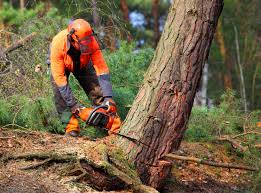 How Our Tree Care Process Works  in Port Townsend, WA